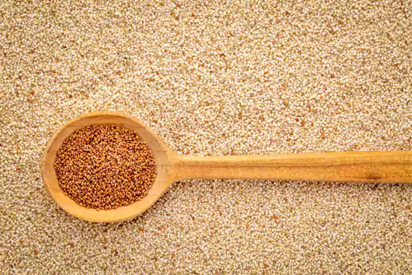 Teff Ancient Grain